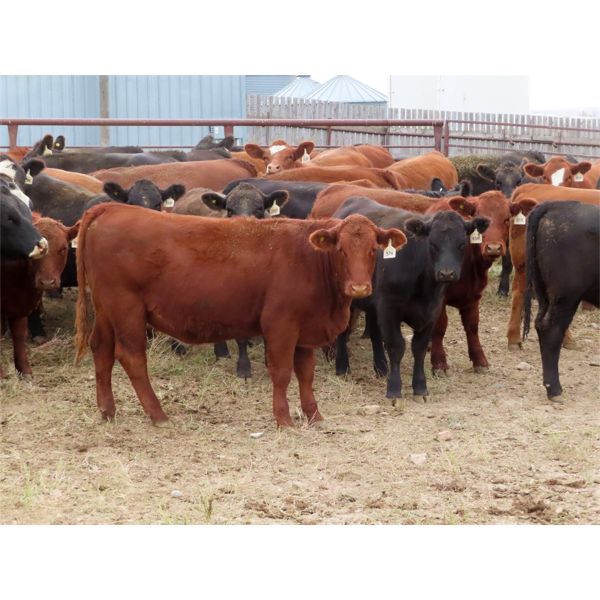 Syboutz Lake Farms Ltd. - 850# Heifers - 60 Head (Gladmar, SK)