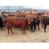 Image 1 : Syboutz Lake Farms Ltd. - 850# Heifers - 60 Head (Gladmar, SK)