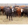 Image 2 : Syboutz Lake Farms Ltd. - 850# Heifers - 60 Head (Gladmar, SK)