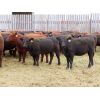 Image 3 : Syboutz Lake Farms Ltd. - 850# Heifers - 60 Head (Gladmar, SK)