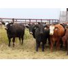 Image 4 : Syboutz Lake Farms Ltd. - 850# Heifers - 60 Head (Gladmar, SK)
