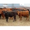 Image 5 : Syboutz Lake Farms Ltd. - 850# Heifers - 60 Head (Gladmar, SK)