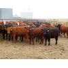 Image 6 : Syboutz Lake Farms Ltd. - 850# Heifers - 60 Head (Gladmar, SK)