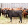Image 7 : Syboutz Lake Farms Ltd. - 850# Heifers - 60 Head (Gladmar, SK)