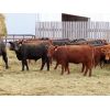 Image 8 : Syboutz Lake Farms Ltd. - 850# Heifers - 60 Head (Gladmar, SK)