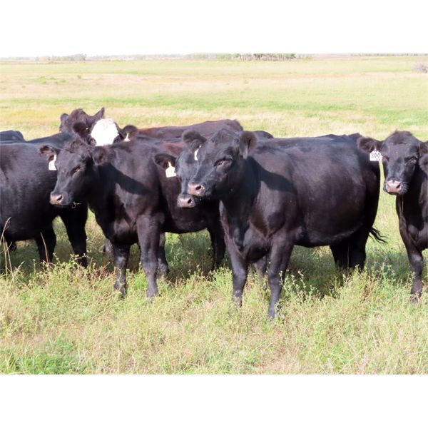 Table Butte Cattle Co. - 850# Heifers - 122 Head (Cupar, SK)