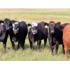 Image 2 : Table Butte Cattle Co. - 850# Heifers - 122 Head (Cupar, SK)