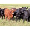 Image 3 : Table Butte Cattle Co. - 850# Heifers - 122 Head (Cupar, SK)