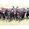 Image 4 : Table Butte Cattle Co. - 850# Heifers - 122 Head (Cupar, SK)