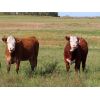 Image 5 : Table Butte Cattle Co. - 850# Heifers - 122 Head (Cupar, SK)