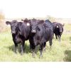 Image 7 : Table Butte Cattle Co. - 850# Heifers - 122 Head (Cupar, SK)