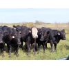 Image 8 : Table Butte Cattle Co. - 850# Heifers - 122 Head (Cupar, SK)