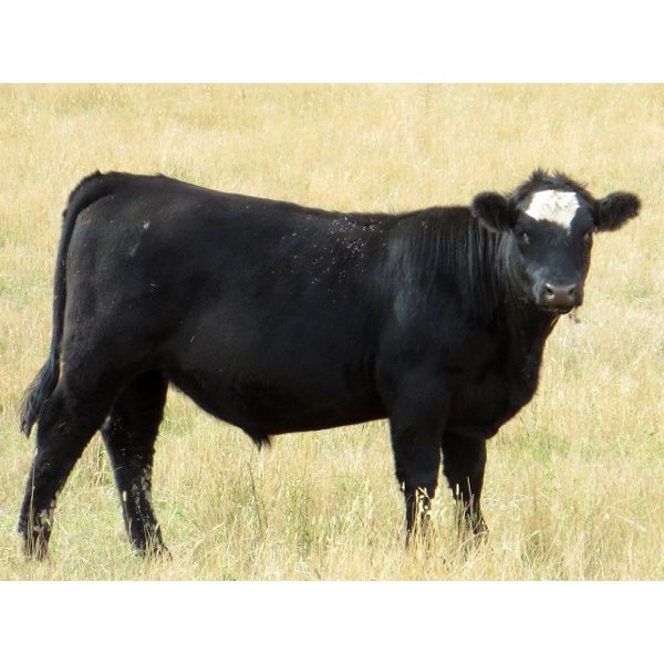 Jeff & Bonnie Resch - 920# Steers - 68 Head (Coleville, SK)