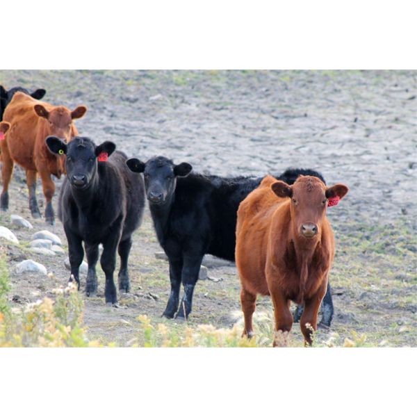 Castleland Ranch Corp. - 550# Steers - 200 Head (Beechy, SK)