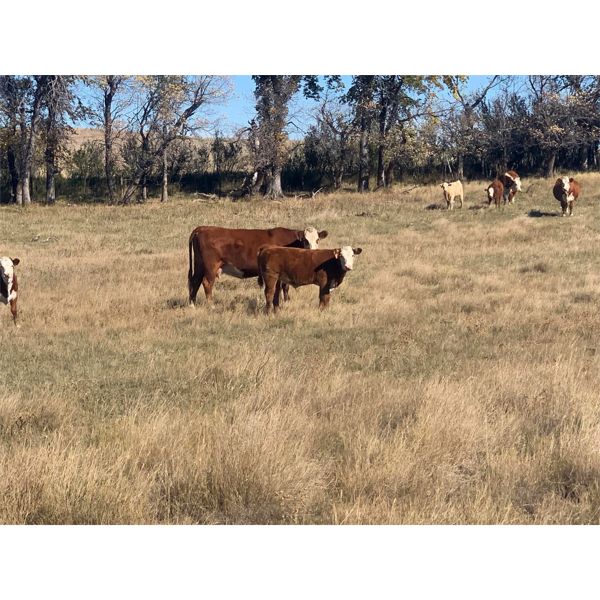 Red Rock Land & Cattle  - 535# Steer Calves - 100 Head (Eastend, SK)