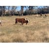 Image 1 : Red Rock Land & Cattle  - 535# Steer Calves - 100 Head (Eastend, SK)