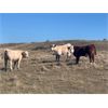 Image 3 : Red Rock Land & Cattle  - 535# Steer Calves - 100 Head (Eastend, SK)