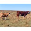 Image 4 : Red Rock Land & Cattle  - 535# Steer Calves - 100 Head (Eastend, SK)