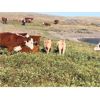 Image 5 : Red Rock Land & Cattle  - 535# Steer Calves - 100 Head (Eastend, SK)