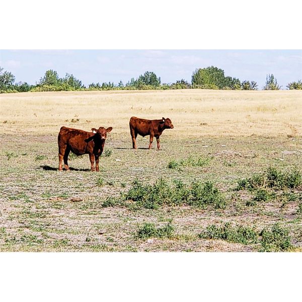 FA7 Ranch - 625# Steer Calves - 60 Head (Piapot, SK)