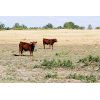 Image 1 : FA7 Ranch - 625# Steer Calves - 60 Head (Piapot, SK)