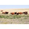 Image 4 : FA7 Ranch - 625# Steer Calves - 60 Head (Piapot, SK)