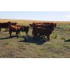 Image 5 : FA7 Ranch - 625# Steer Calves - 60 Head (Piapot, SK)