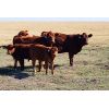 Image 6 : FA7 Ranch - 625# Steer Calves - 60 Head (Piapot, SK)