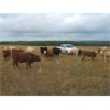 Image 2 : KS Cattle Corp., G+ Farms Ltd. & BL Gaboury Farm Ltd. - 740# Steer Calves - 80 Head (Spiritwood, SK)