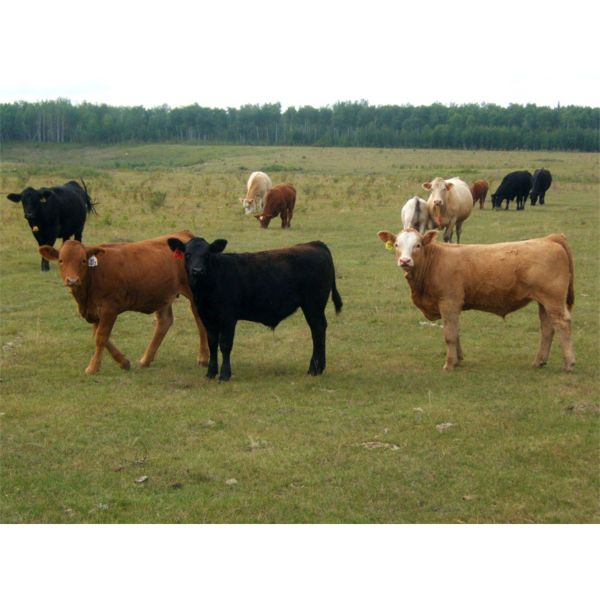 KS Cattle Corp., G+ Farms Ltd. & BL Gaboury Farm Ltd. - 640# Steer Calves - 90 Head (Spiritwood, SK)
