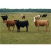 Image 1 : KS Cattle Corp., G+ Farms Ltd. & BL Gaboury Farm Ltd. - 640# Steer Calves - 90 Head (Spiritwood, SK)