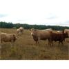 Image 2 : KS Cattle Corp., G+ Farms Ltd. & BL Gaboury Farm Ltd. - 640# Steer Calves - 90 Head (Spiritwood, SK)
