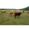 Image 4 : KS Cattle Corp., G+ Farms Ltd. & BL Gaboury Farm Ltd. - 640# Steer Calves - 90 Head (Spiritwood, SK)
