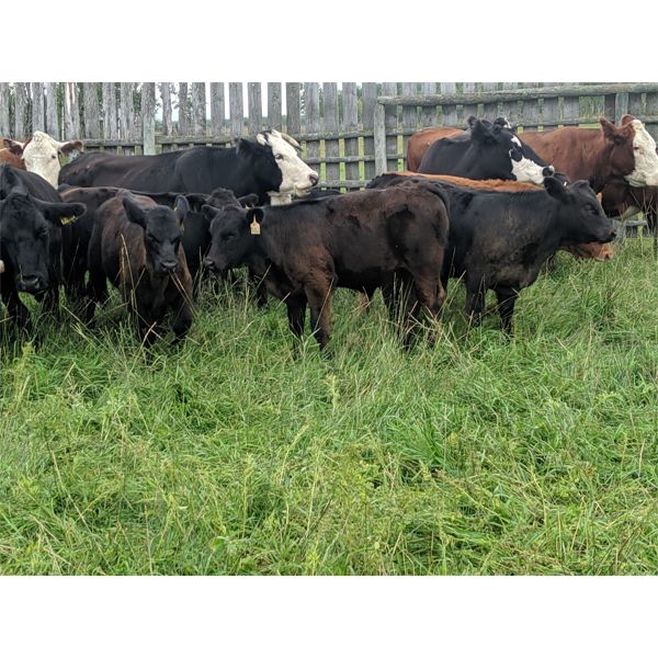 K4 Land & Cattle - 580# Steer Calves - 85 Head (Eriksdale, MB)