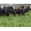 Image 1 : K4 Land & Cattle - 580# Steer Calves - 85 Head (Eriksdale, MB)