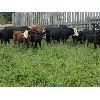 Image 2 : K4 Land & Cattle - 580# Steer Calves - 85 Head (Eriksdale, MB)