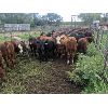 Image 7 : K4 Land & Cattle - 580# Steer Calves - 85 Head (Eriksdale, MB)