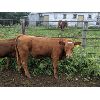 Image 8 : K4 Land & Cattle - 580# Steer Calves - 85 Head (Eriksdale, MB)