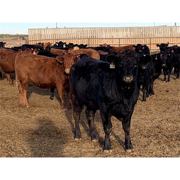 Soderglen Ranches Ltd. - 982# Heifers - 60 Head (Airdrie, AB)