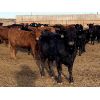 Image 1 : Soderglen Ranches Ltd. - 982# Heifers - 60 Head (Airdrie, AB)