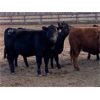 Image 2 : Soderglen Ranches Ltd. - 982# Heifers - 60 Head (Airdrie, AB)