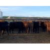 Image 5 : Soderglen Ranches Ltd. - 982# Heifers - 60 Head (Airdrie, AB)