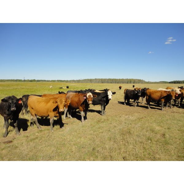 DJC Ranch - 925# Steers - 201 Head (Meadow Lake, SK)