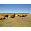 Image 6 : DJC Ranch - 925# Steers - 201 Head (Meadow Lake, SK)