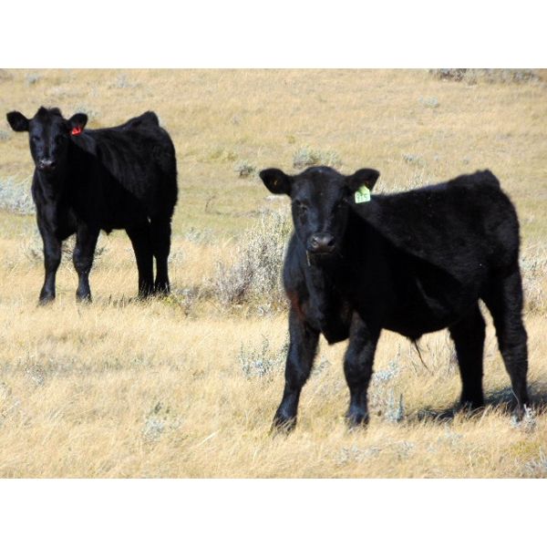 Culligan Ranching - 570# Steer Calves - 75 Head (Maple Creek, SK)