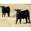 Image 1 : Culligan Ranching - 570# Steer Calves - 75 Head (Maple Creek, SK)
