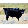 Image 3 : Culligan Ranching - 570# Steer Calves - 75 Head (Maple Creek, SK)