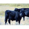 Image 5 : Culligan Ranching - 570# Steer Calves - 75 Head (Maple Creek, SK)