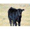 Image 7 : Culligan Ranching - 570# Steer Calves - 75 Head (Maple Creek, SK)