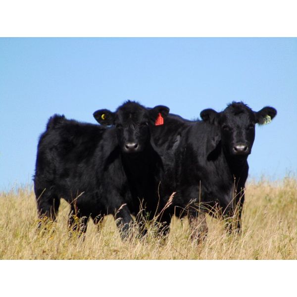 Culligan Ranching - 550# Steer Calves - 110 Head (Tomkins, SK)